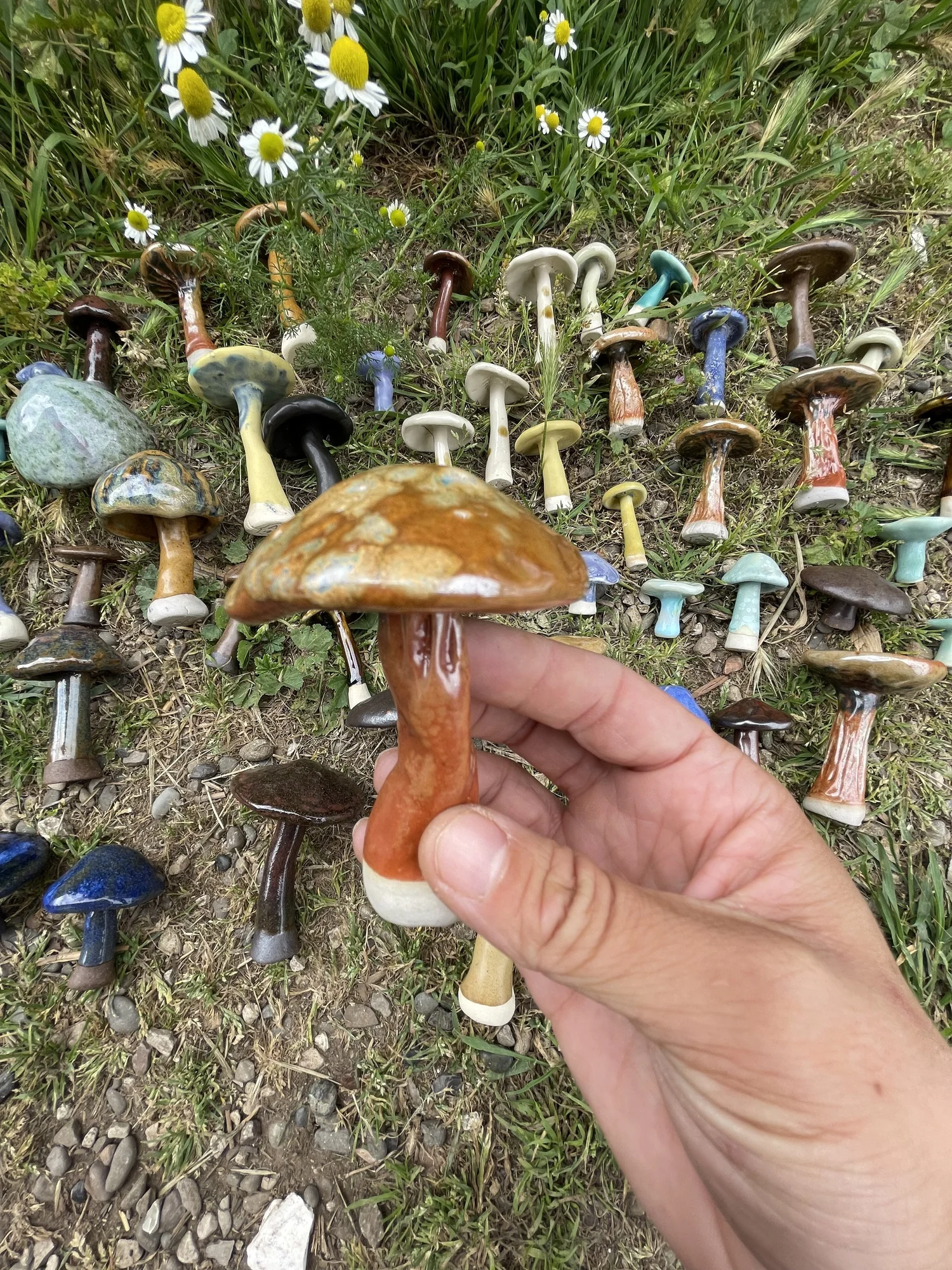 Mushrooms — A love for Fungi